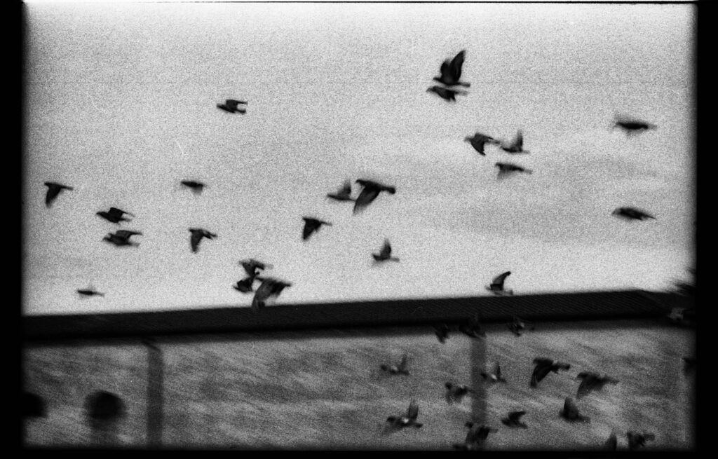 birds