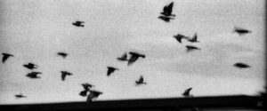 birdz