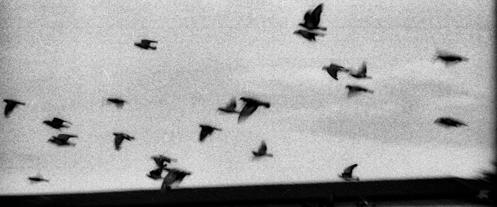 birdz