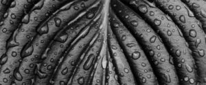 hosta