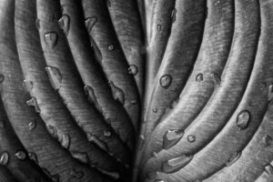 hosta_grandiflora