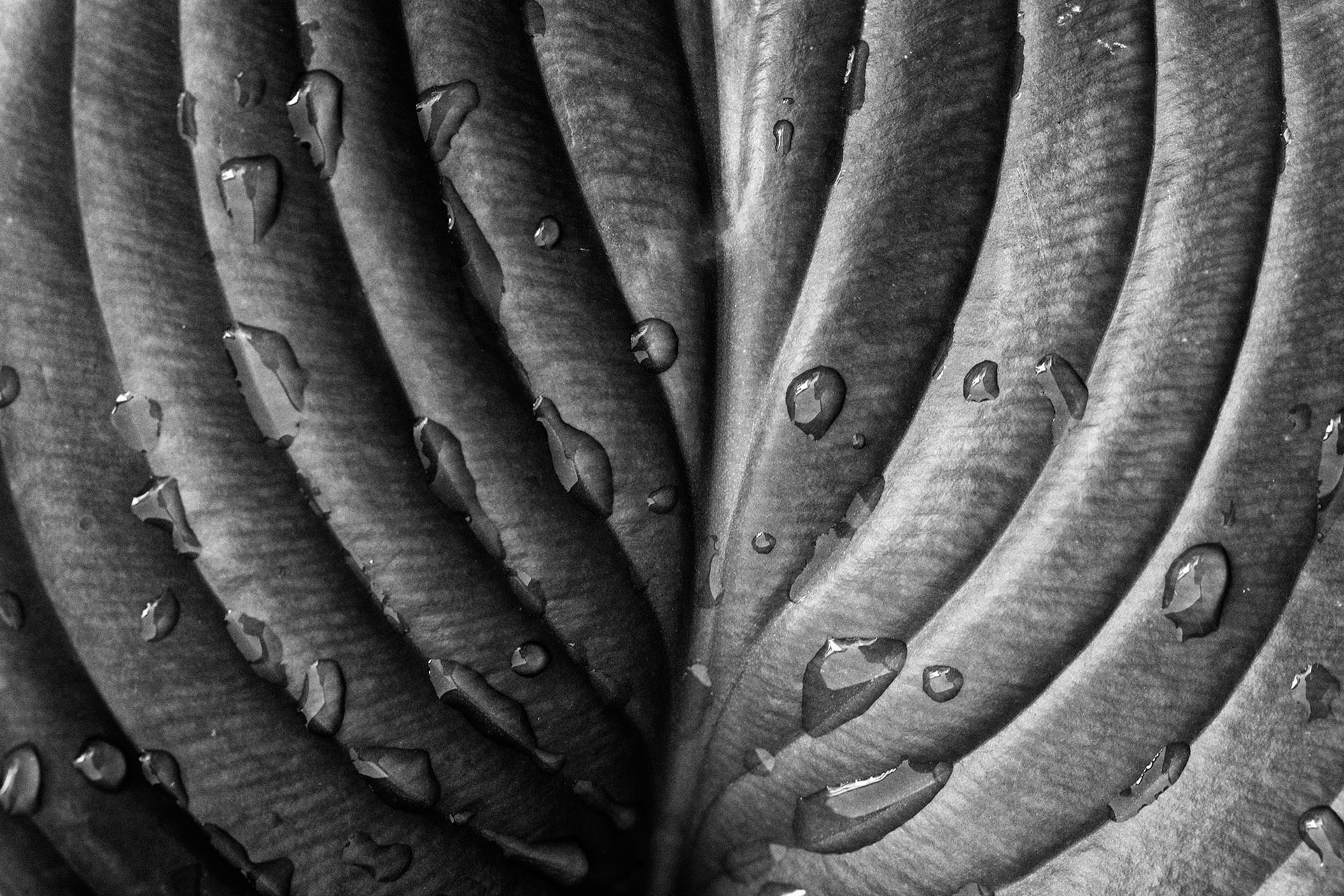 hosta_grandiflora