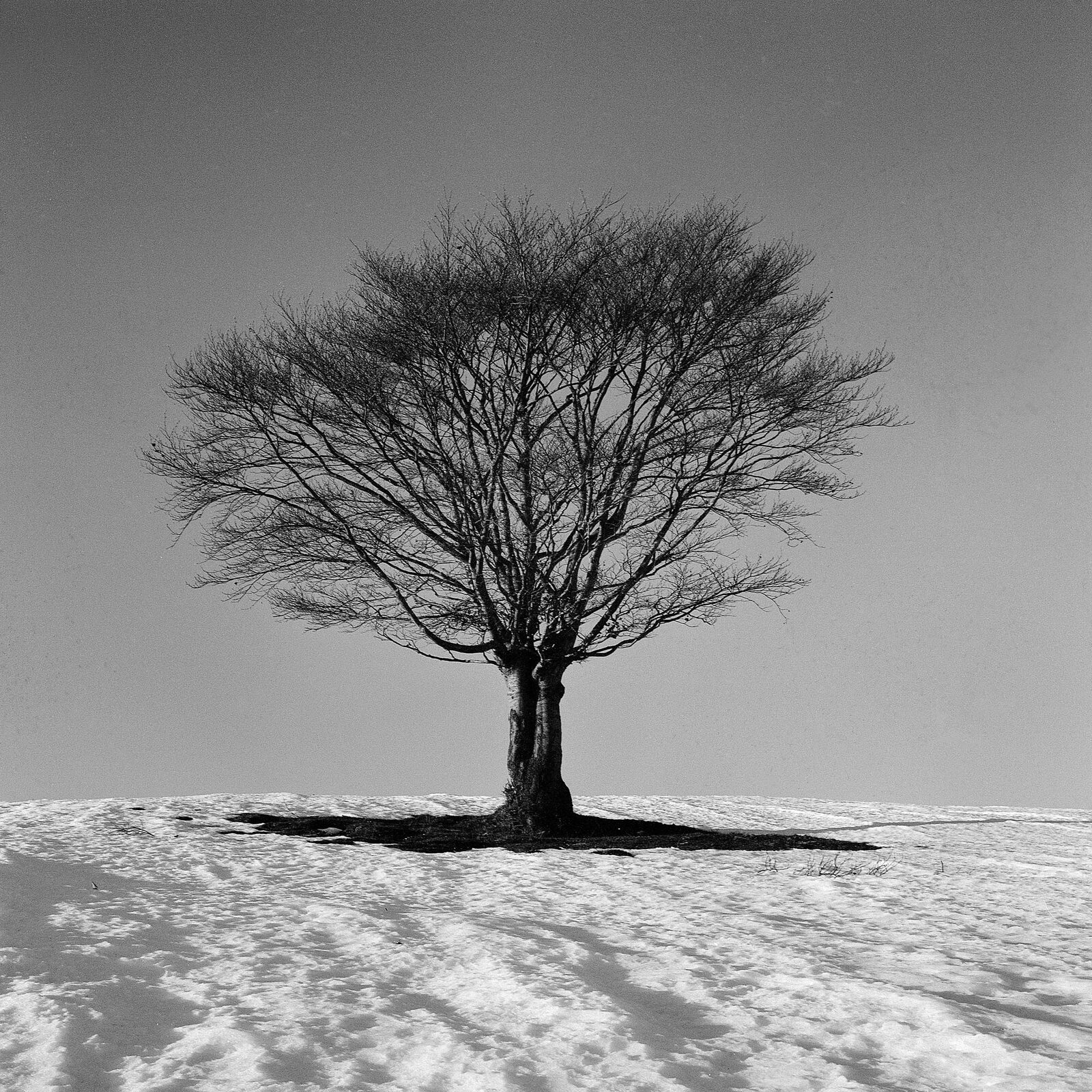Albero nella neve