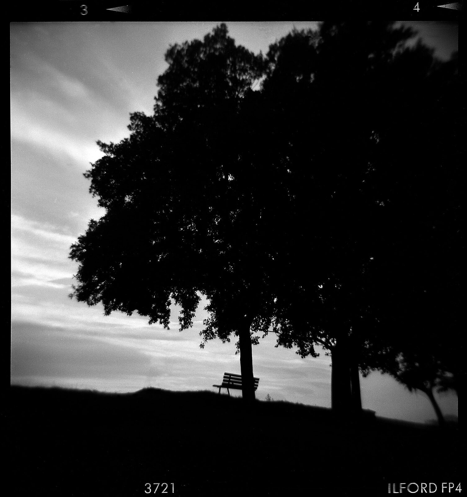 Panchina e albero