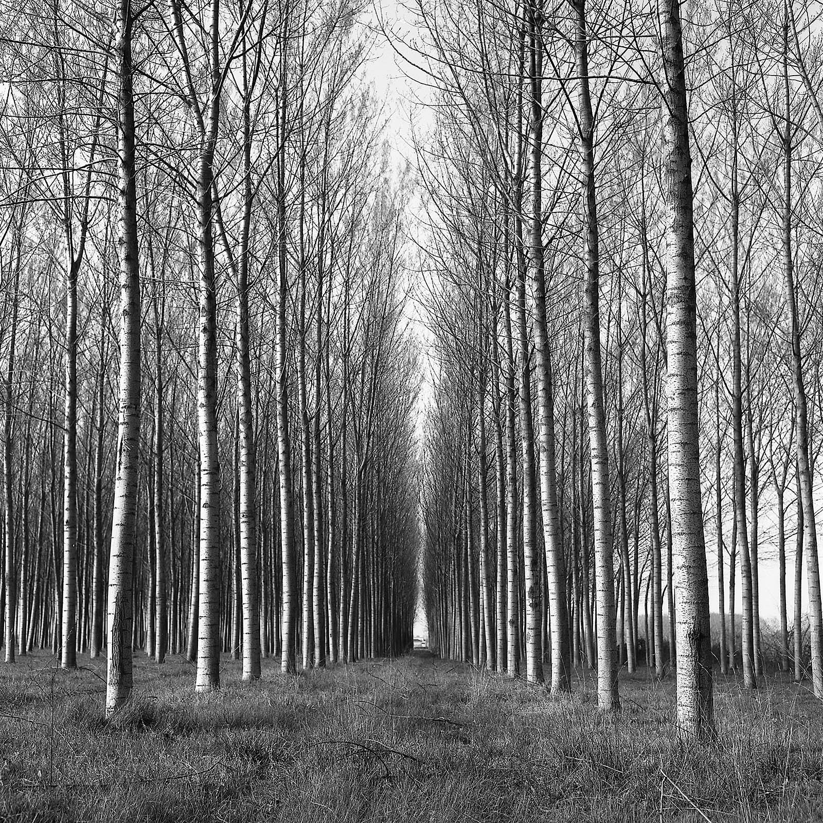 Fra gli alberi